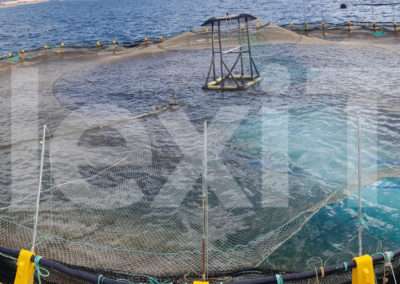 Aquaculture cage liners for kingfish treatment