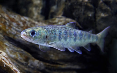 FishPac complete successful Atlantic Salmon Smolt transport trials