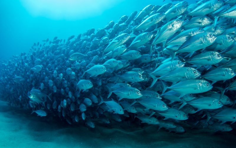 FishPac live fish and seafood oxygen transport systems