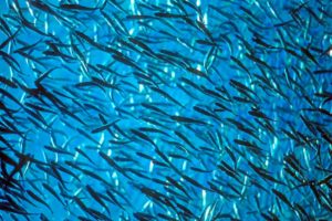 FishPac can transport smolt