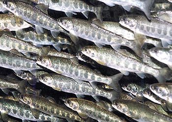 Salmon fingerlings touch down in Dubai