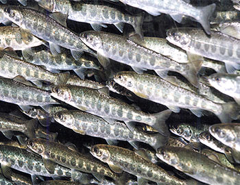 Salmon fingerlings touch down in Dubai